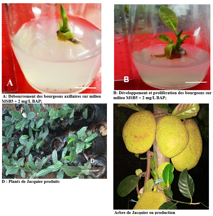 Production in vitro de plants de jacquier – Formation & commandes